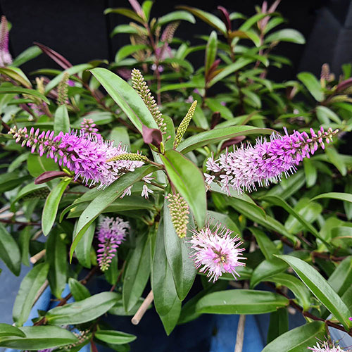 Hebe Collection Hebe Collection