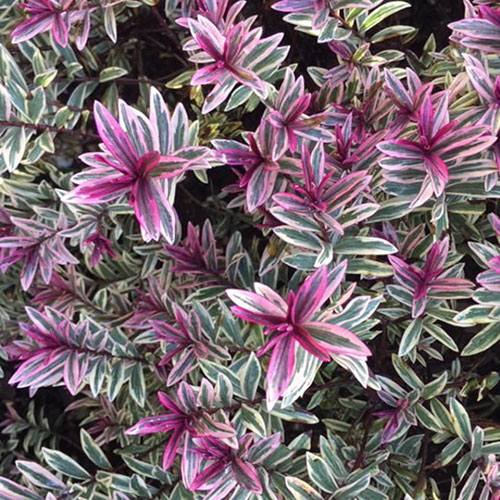 Hebe Collection Hebe Collection