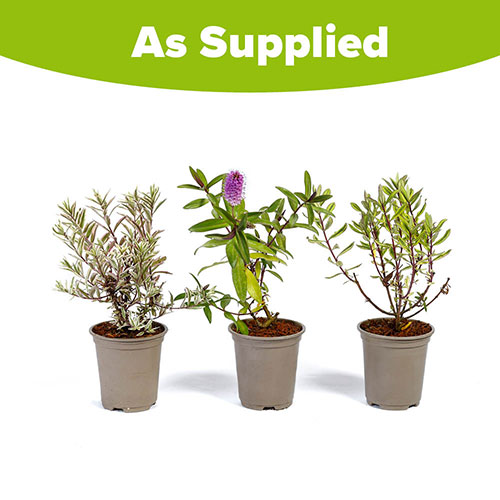 Hebe Collection Hebe Collection