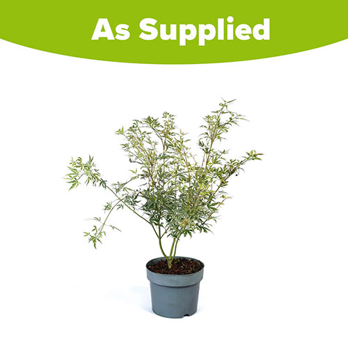 Acer palmatum Iyoshi Acer palmatum Iyoshi