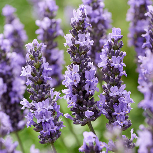 Lavender Sensational