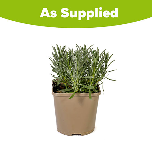 Lavender Sensational Lavender Sensational