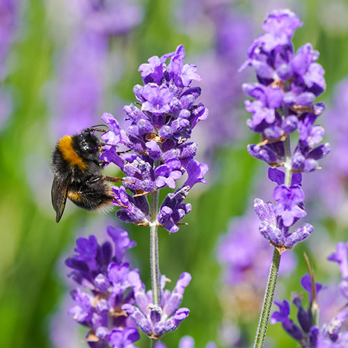 English Lavender Hidcote Hedging English Lavender Hidcote Hedging