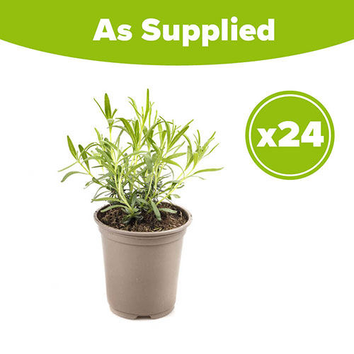 English Lavender Hidcote Hedging English Lavender Hidcote Hedging