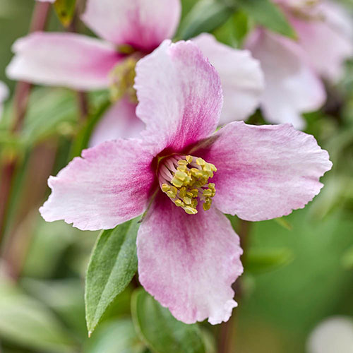 Philadelphus Petite Perfume Pink