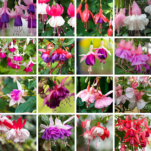Lucky Dip Hardy Fuchsia Collection