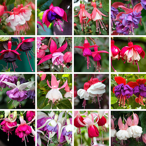 Lucky Dip Hardy Fuchsia Collection Lucky Dip Hardy Fuchsia Collection