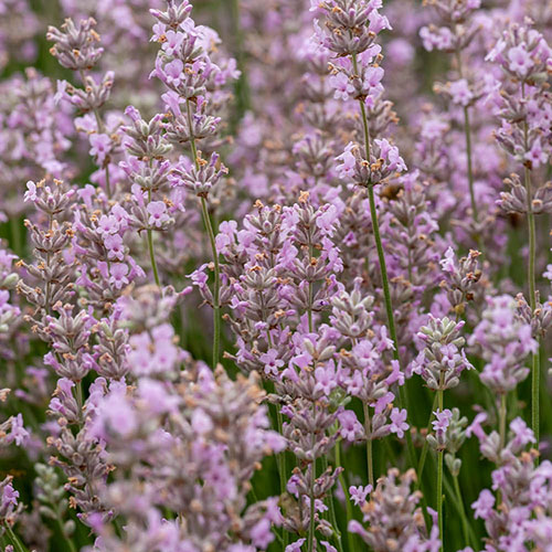 Pink English Lavender Pink English Lavender