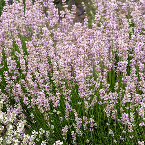 Pink English Lavender Pink English Lavender