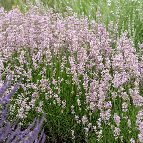 Pink English Lavender Pink English Lavender