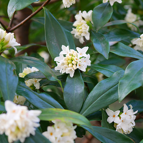 Daphne Perfume Princess White