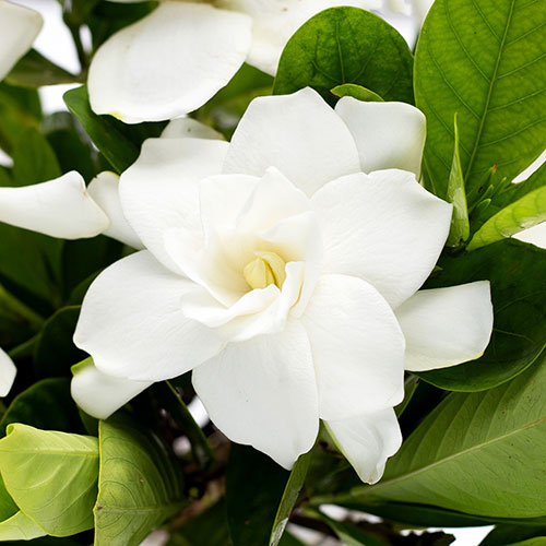 Gardenia jasminoides Fool Proof