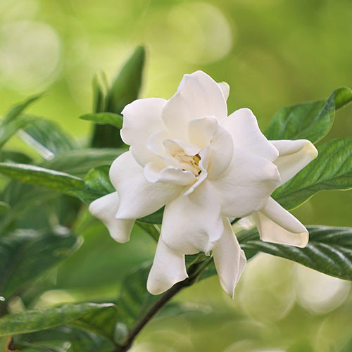 Gardenia jasminoides Fool Proof Gardenia jasminoides Fool Proof