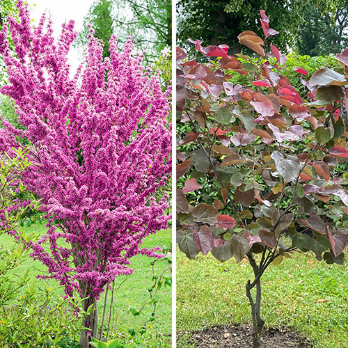 Premium Cercis Collection
