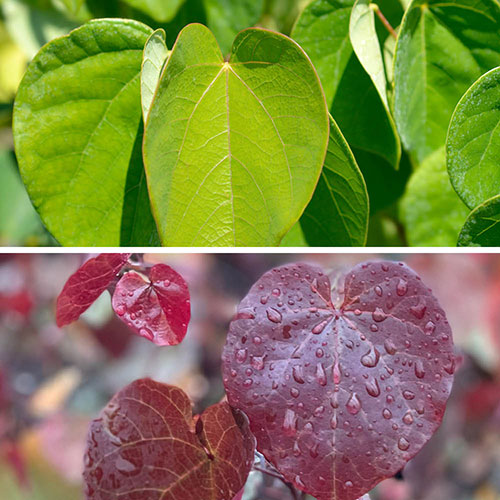 Premium Cercis Collection Premium Cercis Collection