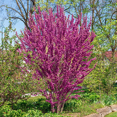 Premium Cercis Collection Premium Cercis Collection