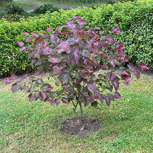 Premium Cercis Collection Premium Cercis Collection