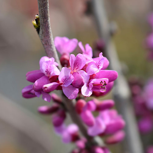 Premium Cercis Collection Premium Cercis Collection