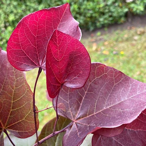 Premium Cercis Collection Premium Cercis Collection