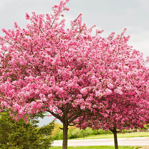 Premium Cercis Collection Premium Cercis Collection