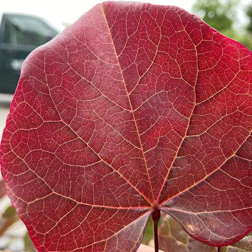 Premium Cercis Collection Premium Cercis Collection