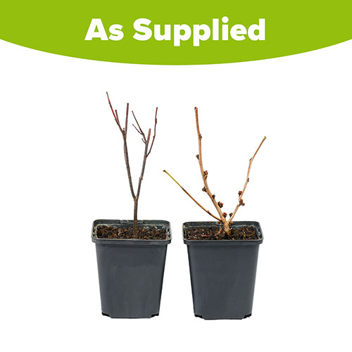 Premium Cercis Collection Premium Cercis Collection