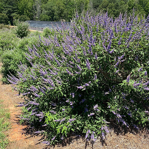 Vitex agnus-castus Queen Bee Vitex agnus-castus Queen Bee