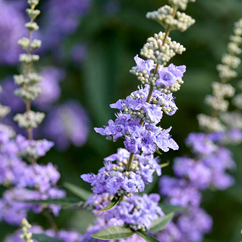 Vitex agnus-castus Queen Bee Vitex agnus-castus Queen Bee
