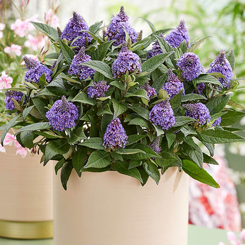 Buddleia Little Rockstars Blue Buddleia Little Rockstars Blue