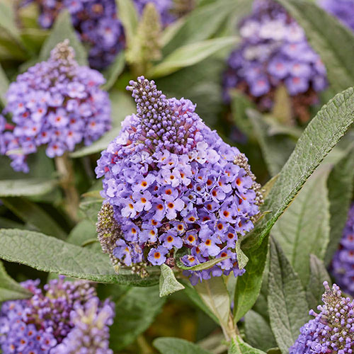 Buddleia Little Rockstars Blue Buddleia Little Rockstars Blue