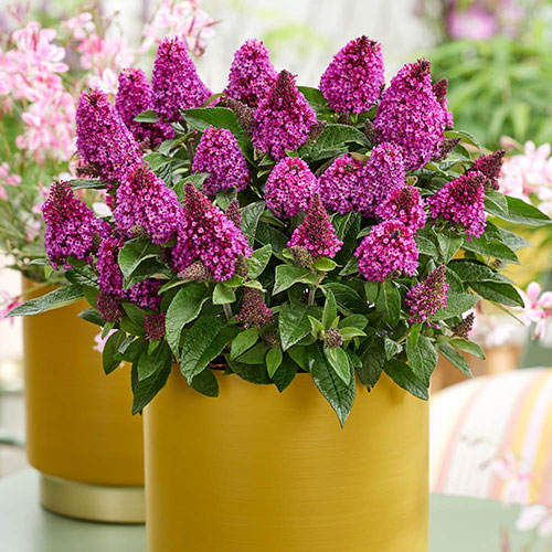 Buddleia Little Rockstars Red Buddleia Little Rockstars Red