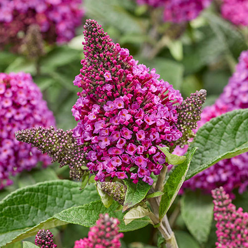Buddleia Little Rockstars Red Buddleia Little Rockstars Red