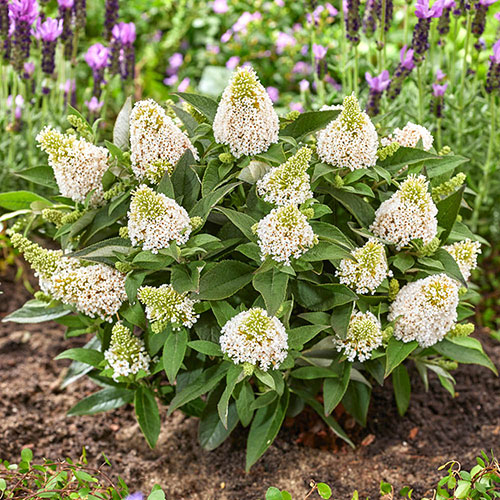 Buddleia Little Rockstars White