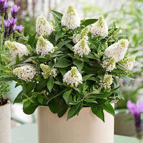 Buddleia Little Rockstars White Buddleia Little Rockstars White