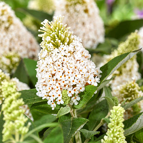Buddleia Little Rockstars White Buddleia Little Rockstars White