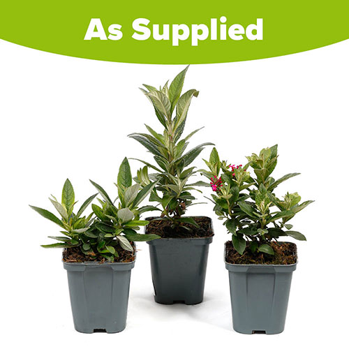 Buddleia Little Rockstars Collection Buddleia Little Rockstars Collection