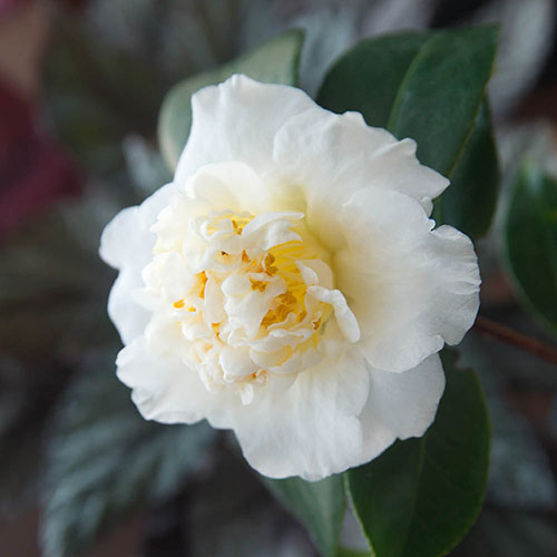 Camellia japonica Brushfields Yellow Camellia japonica Brushfields Yellow