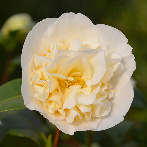 Camellia japonica Brushfields Yellow Camellia japonica Brushfields Yellow