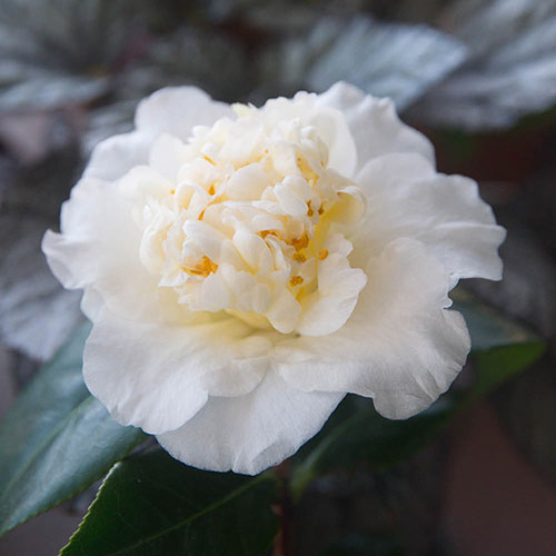 Camellia japonica Brushfields Yellow Camellia japonica Brushfields Yellow
