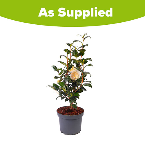 Camellia japonica Brushfields Yellow Camellia japonica Brushfields Yellow