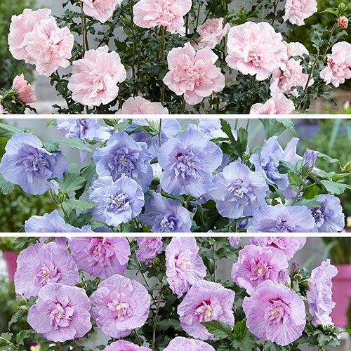 Hibiscus Chiffon Collection