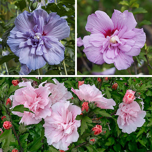 Hibiscus Chiffon Collection Hibiscus Chiffon Collection