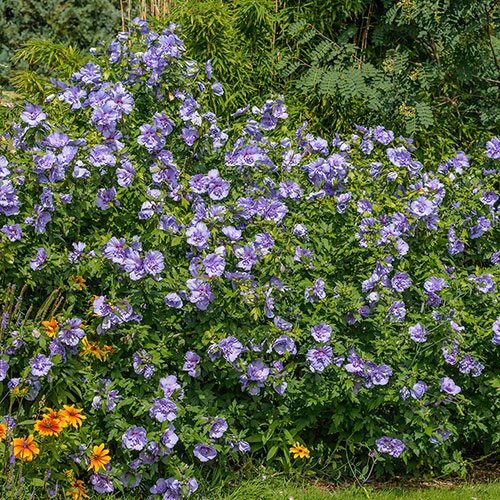 Hibiscus Chiffon Collection Hibiscus Chiffon Collection