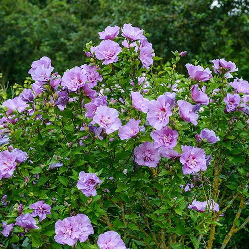 Hibiscus Chiffon Collection Hibiscus Chiffon Collection