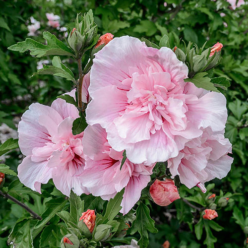 Hibiscus Chiffon Collection Hibiscus Chiffon Collection