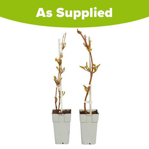 Campsis Red & Orange Trumpet Vine Collection Campsis Red & Orange Trumpet Vine Collection