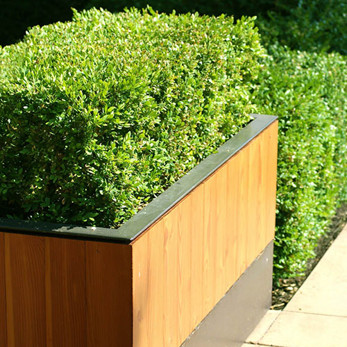 Box Hedging Pack x 12 Box Hedging Pack x 12