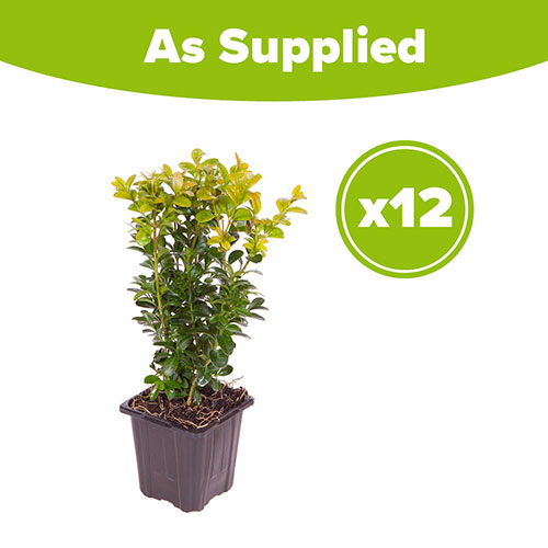 Box Hedging Pack x 12 Box Hedging Pack x 12