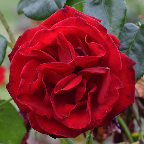 Climbing Rose Bare Root Collection Climbing Rose Bare Root Collection