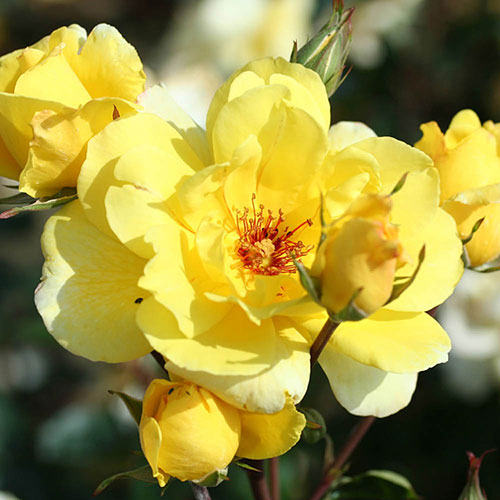 Climbing Rose Bare Root Collection Climbing Rose Bare Root Collection